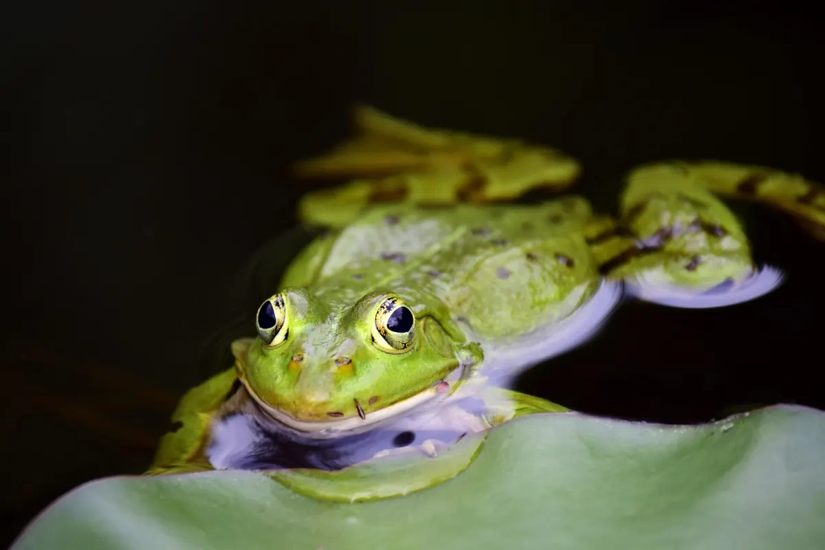 How to Create a Bird-Friendly Wildlife Pond: A Habitat Guide for UK Gardens
