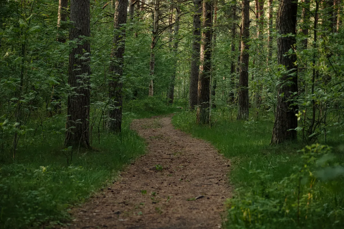 How to Identify UK Woodland Birds by Song: A Spring Sound Guide