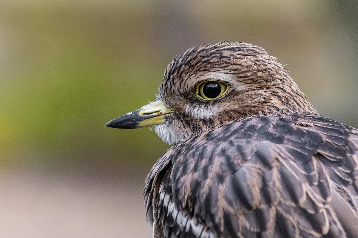 How to Start Birdwatching in the UK: A Beginner's Guide to Kit, Fieldcraft and First Trips