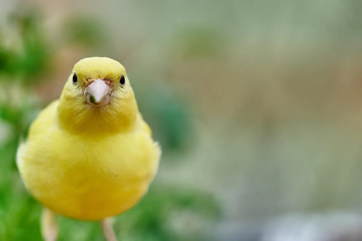 The Garden Bird Conservation Checklist: Month-by-Month Tasks for UK Birders