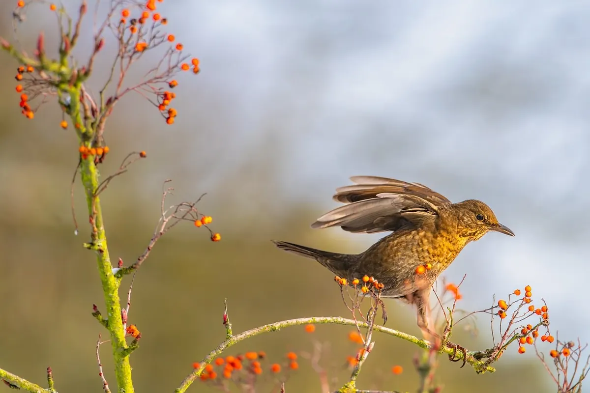 Winter Birdwatching in the UK: Where to Find Winter Visitors and How to Help Them
